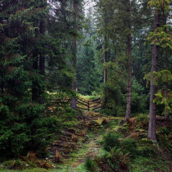 Grüner Wald aus Nadelbäumen mit Wanderweg